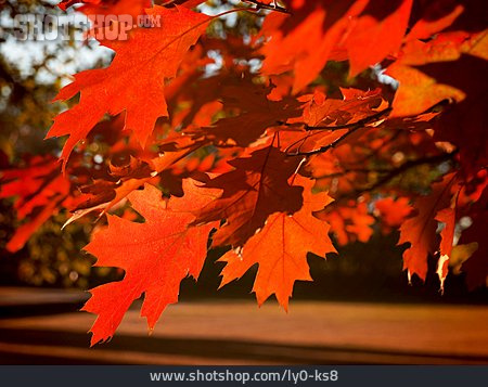 
                Ahornblätter, Herbstfärbung                   