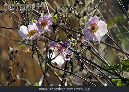 
                Herbst-anemone                   