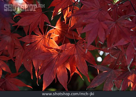 
                Herbstfärbung, Japanischer Ahorn                   