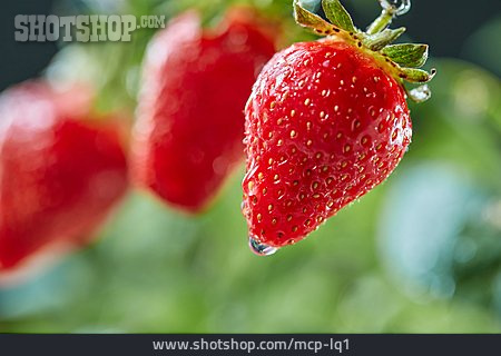 
                Erdbeere, Gewaschen                   