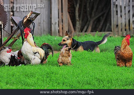 
                Bauernhof, Hühner, Wachhund                   