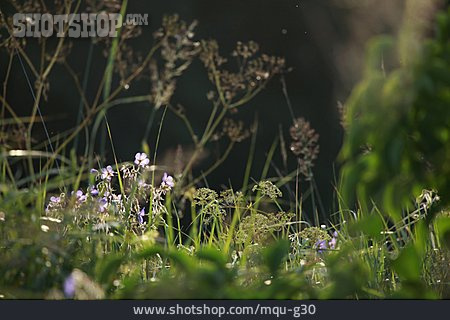 
                Wildblumen                   