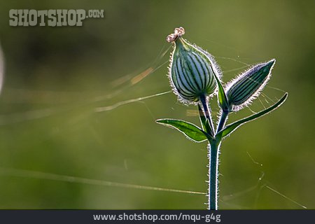 
                Spinnenfäden, Blumenknospe                   