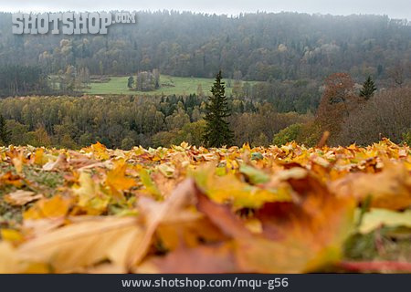 
                Wald, Herbst, Herbstlaub                   