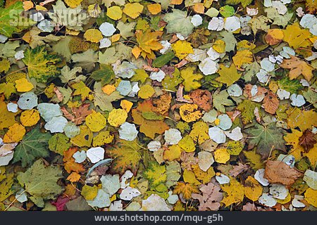 
                Herbstlaub, Herbstblätter                   