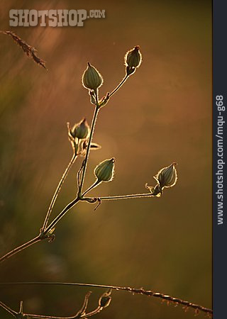 
                Blumenknospe, Herbstlicht                   