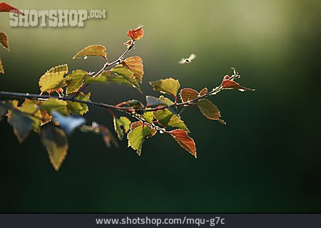 
                Twig, Birch Tree                   