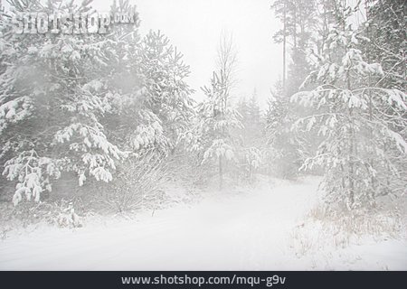 
                Nebelig, Verschneit, Schneewehen                   