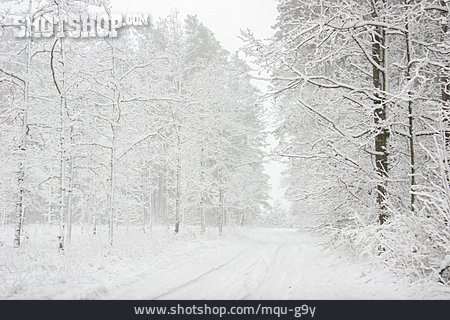 
                Winter, Waldweg, Verschneit                   