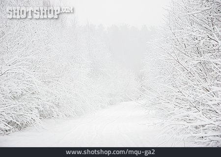 
                Winter, Nebelig, Verschneit                   