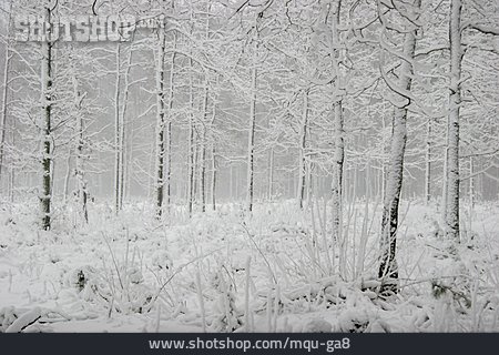 
                Winter, Bäume, Verschneit                   