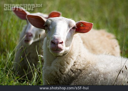 
                Schafe                   