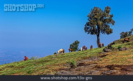 
                Hochland, äthiopien, Ziegenherde                   