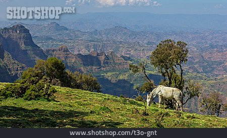 
                Pferd, Bergwiese, äthiopien                   