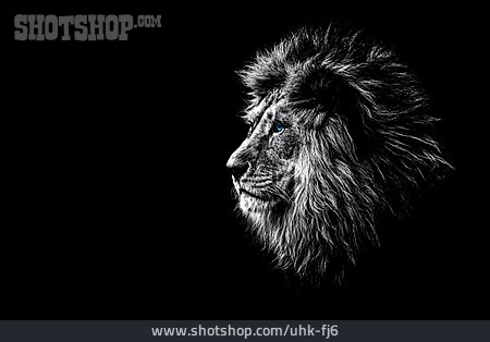 
                Löwenkopf, Löwe                   