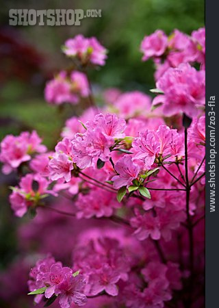 
                Rhododendron Flower                   