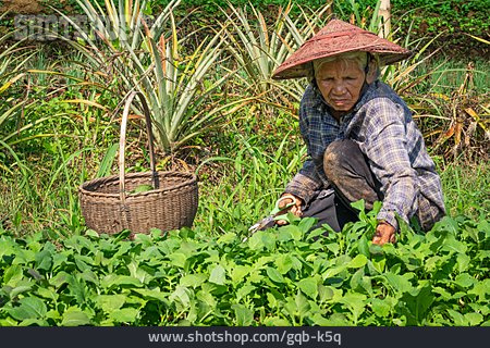 
                Ernten, Gemüsegarten, Asiatin                   