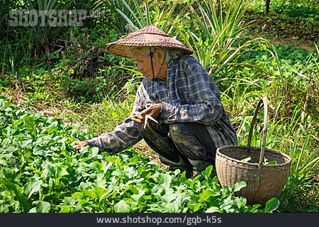 
                Gartenarbeit, Gemüsegarten, Asiatin                   