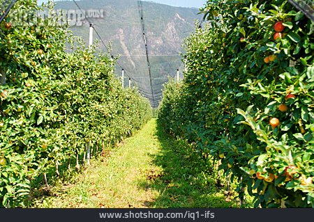 
                Apfelplantage, Apfelanbau, Obstplantage                   