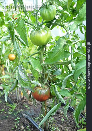 
                Tomatenpflanze                   