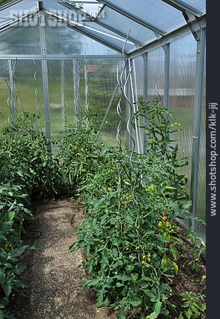 
                Gewächshaus, Tomatenpflanze                   