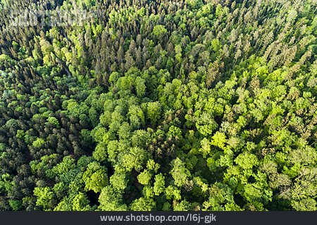 
                Wald, Bäume                   