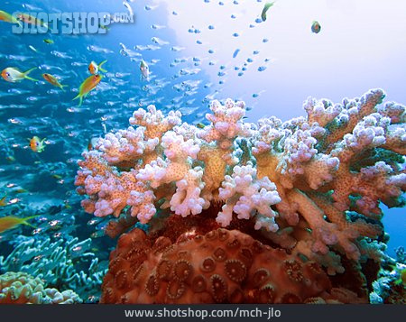 
                Fischschwarm, Koralle                   