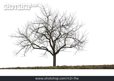 
                Baum, Blattlos                   