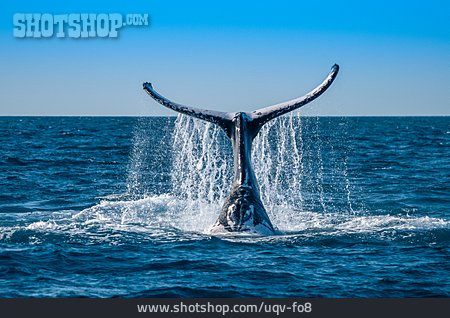 
                Fluke, Humpback Whale                   