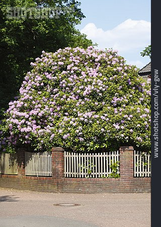 
                Rhododendron, Rhododendronbusch                   
