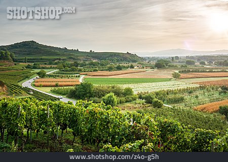 
                Weinanbaugebiet, Kaiserstuhl                   