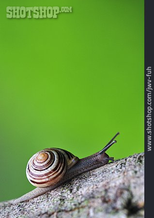 
                Schnecke, Bänderschnecke                   