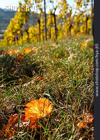 
                Herbst, Weinbau                   