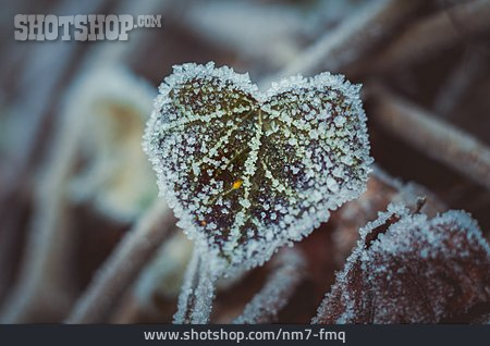
                Winter, Pflanze, Eiskristalle                   