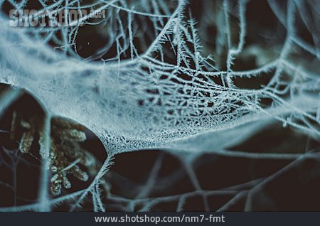 
                Spinnennetz, Raureif, Schneekristalle                   
