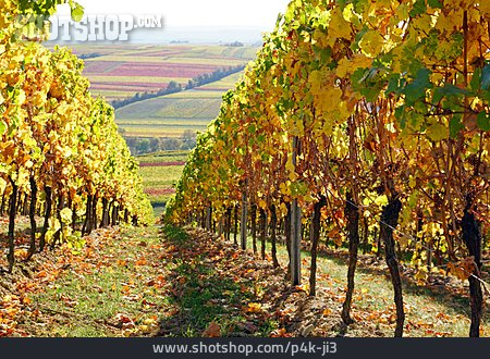 
                Weingebiet, Rheinhessen, Rebzeile                   