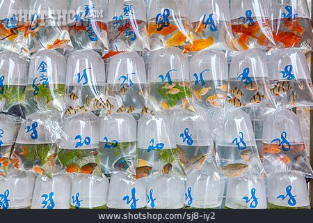 
                Fischmarkt, Zierfische, Mong Kok                   