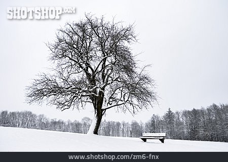 
                Baum, Winter, Verschneit, Sitzbank                   