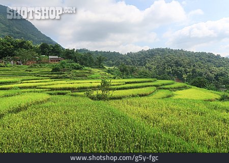 
                Reisfelder                   