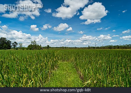 
                Reisfeld, Reispflanze                   