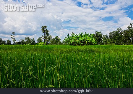 
                Reisfeld, Reispflanze                   