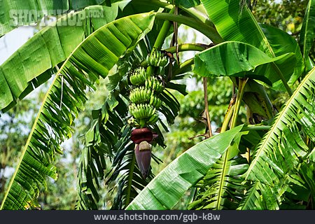 
                Bananenbaum                   