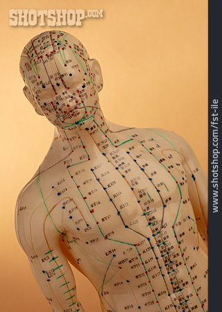 
                Akupunktur, übungsmodell                   