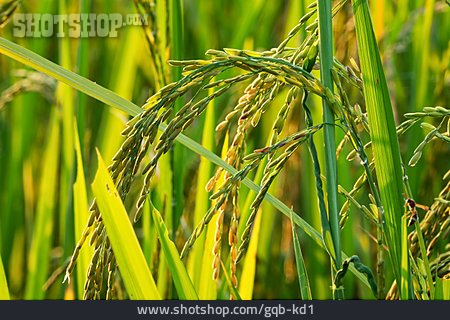 
                Reispflanze                   