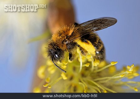 
                Honigbiene, Andrena Bicolor                   