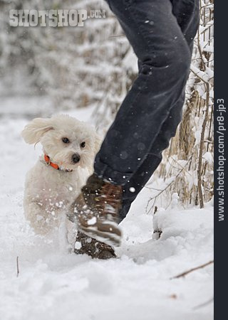 
                Schnee, Hund, Toben                   