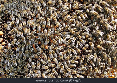 
                Bienen, Bienenvolk, Honigbienen                   