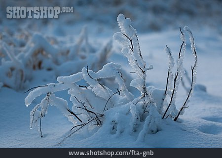 
                Winter, Gefroren, Kalt                   