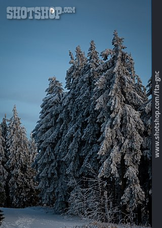 
                Winter, Mond, Tannenwald                   
