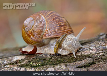 
                Schnecke, Weinbergschnecke                   